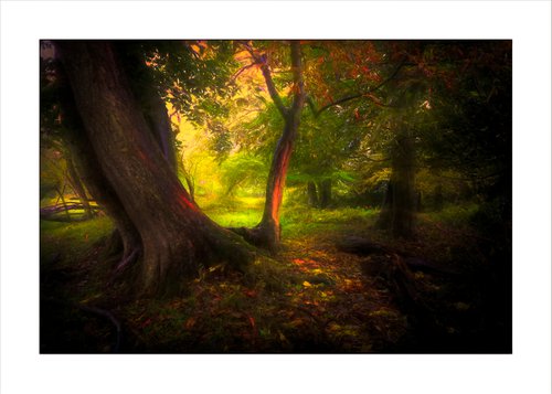 Autumn Light by Martin  Fry