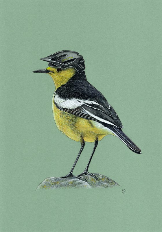 Original pastel drawing bird "Citrine wagtail"