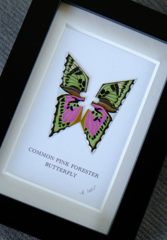 Common Pink Forester