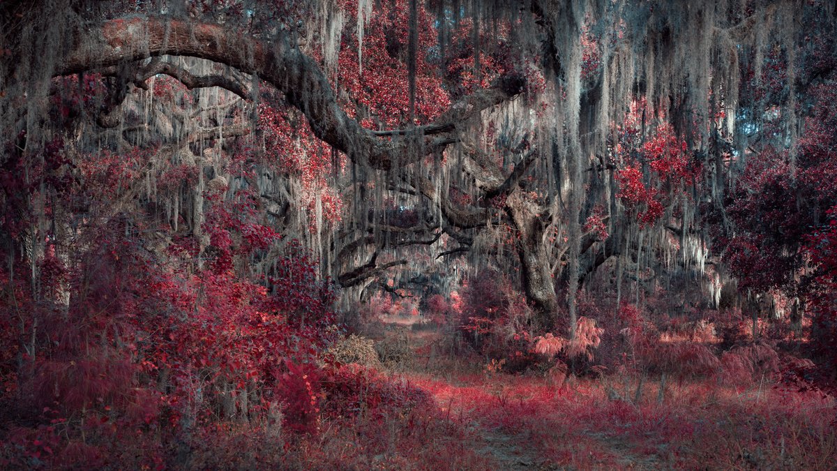 Surrealistic Landscape Photograph By Harv Greenberg, 43 X 24, Magical Forest Ii, Original Artwork