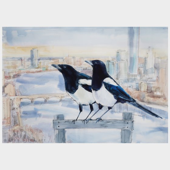 Birds Magpies Couple
