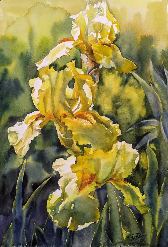 YELLOW IRISES#4