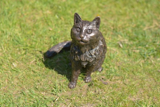 Longhaired Cat BR