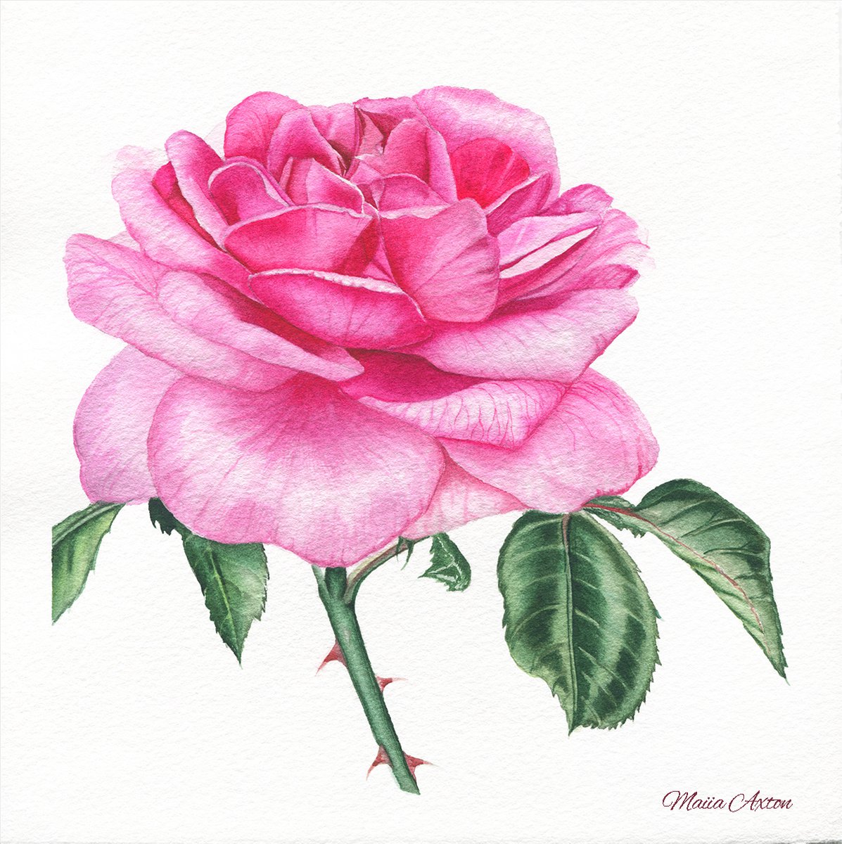 LOVELY PINK ROSE by Maiia Axton Studio