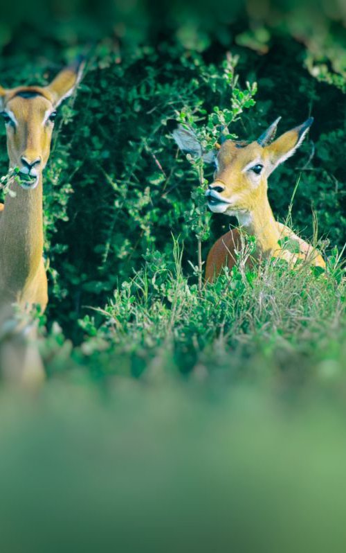 Caught in the Sights : African Impala by Marc Ehrenbold