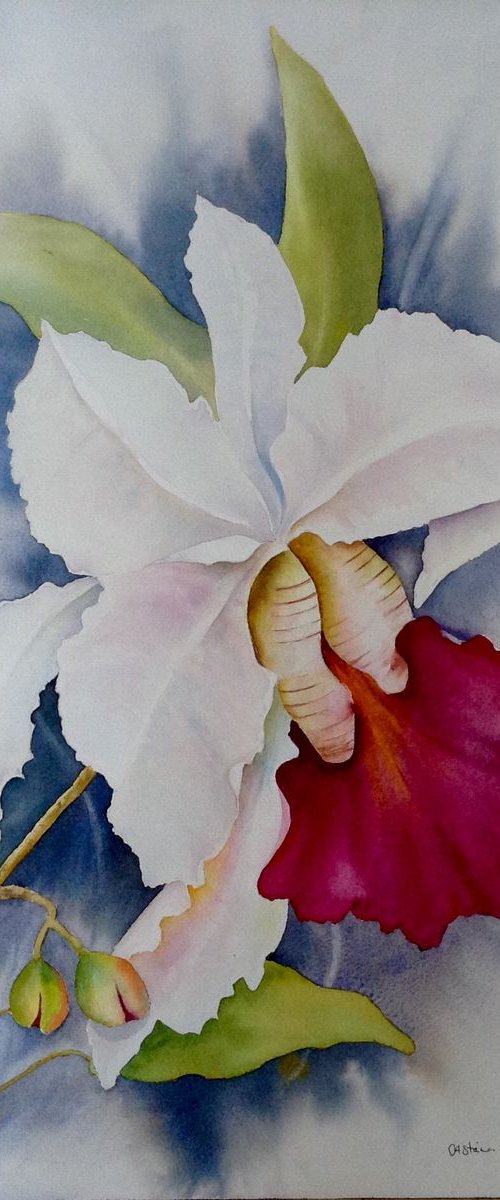 My orchid by Carol Staines
