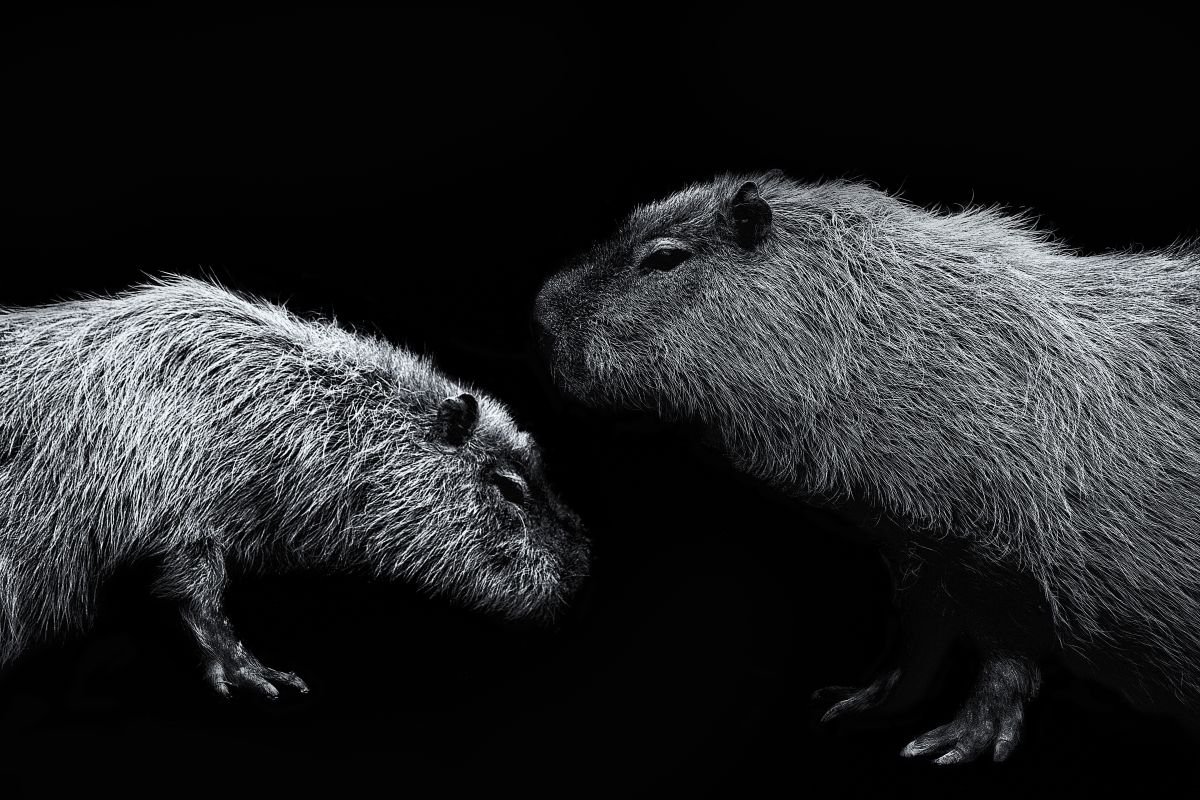 Capybara by Paul Nash