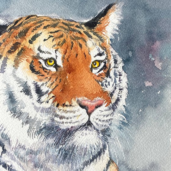 Bengal Majesty-Tiger