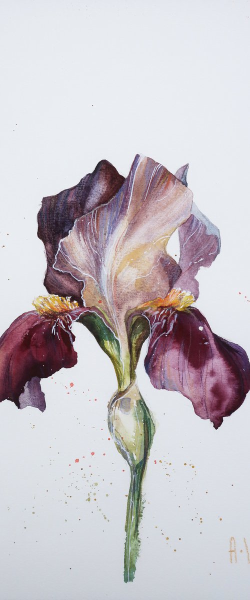 Purple iris by Alla Vlaskina