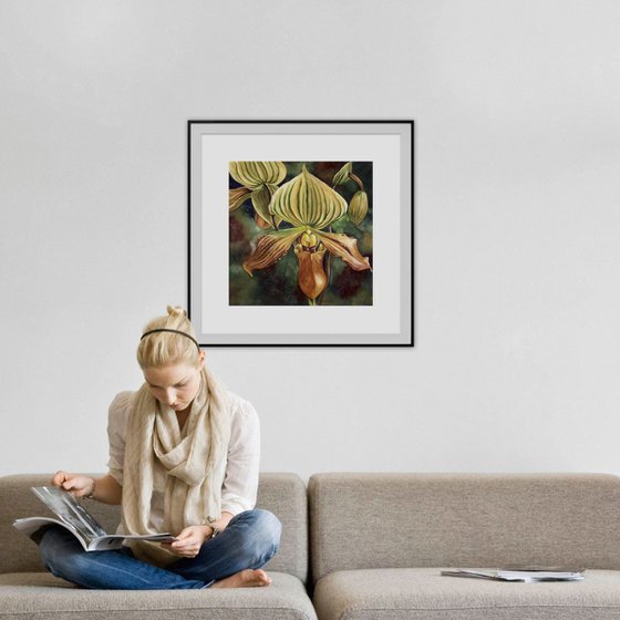 Ladyslipper orchid