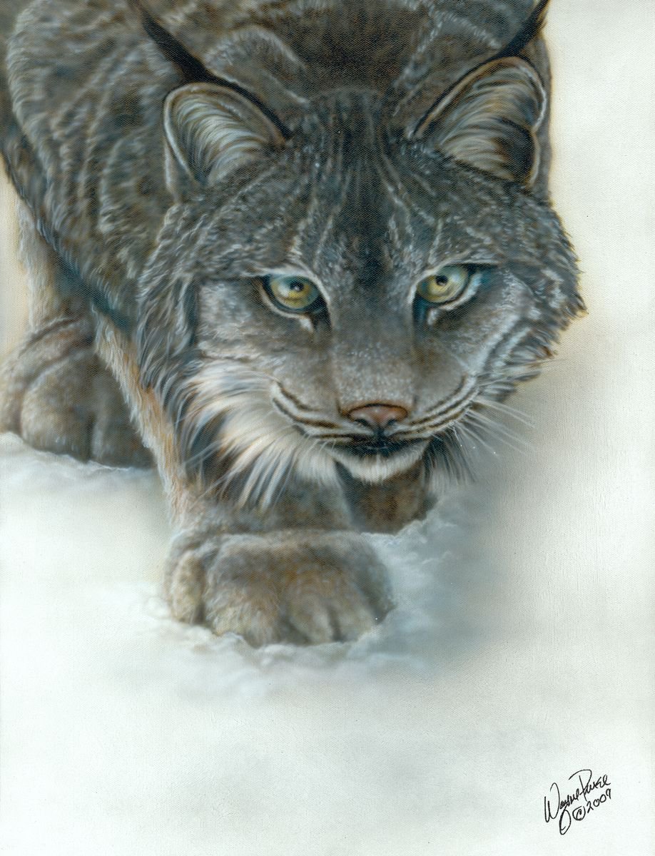 Canadian Lynx by Wayne Pruse