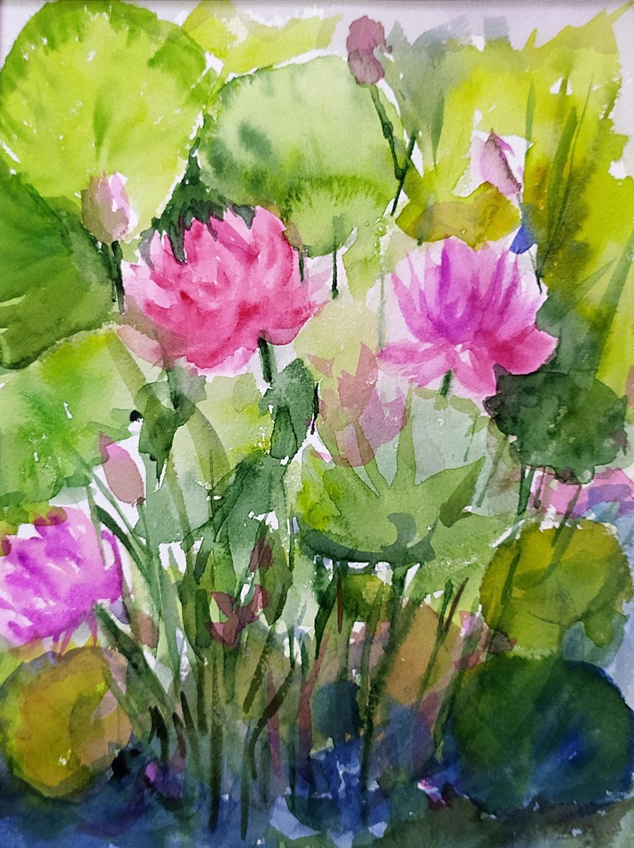 Pink water lilies -2. Waterlilies- watercolours on paper by Asha Shenoy