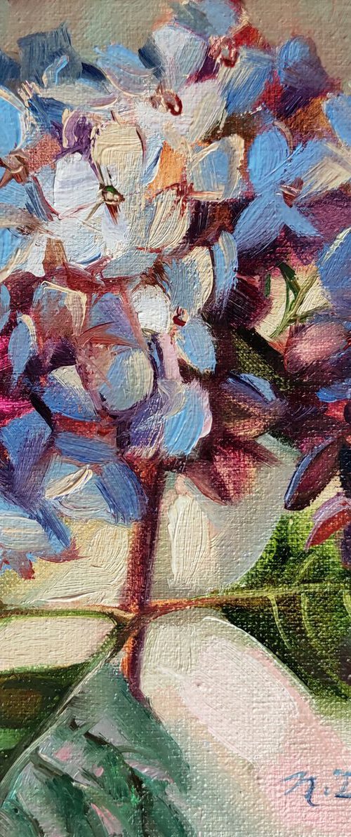Hydrangea flowers by Nataly Derevyanko