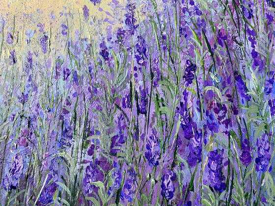 Lavender Morning