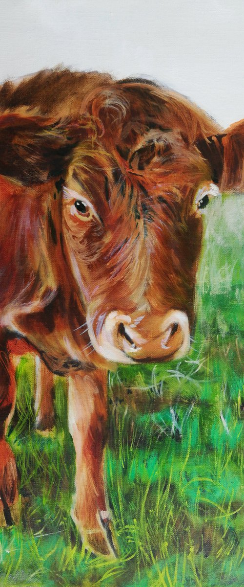 Brown Cow oil on canvas by Gordon Bruce