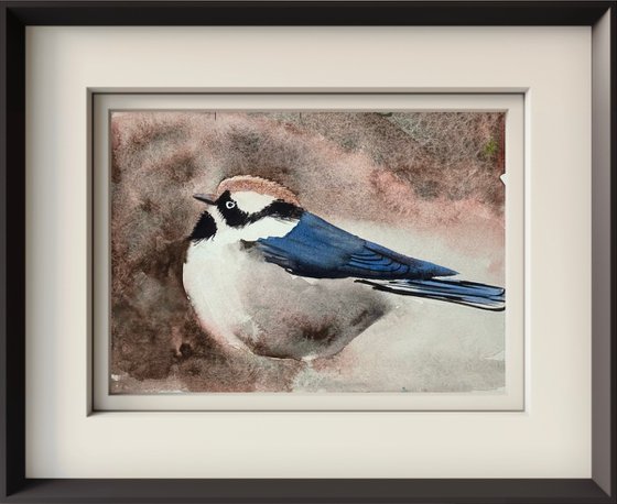 Black-throated bushtitg