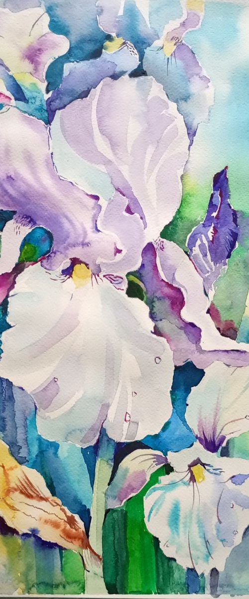 Irises, watercolor painting, 49x31,5cm by Valentina Kachina