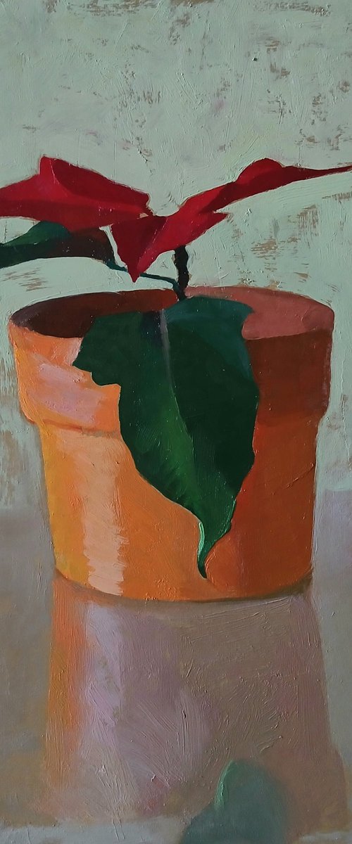 Poinsettia by Vasyl Koval