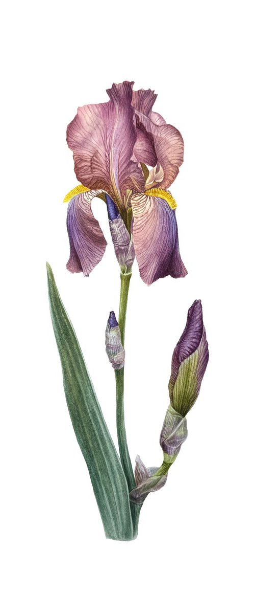 Lilac Iris Painting by Yuliia Prokopchuk