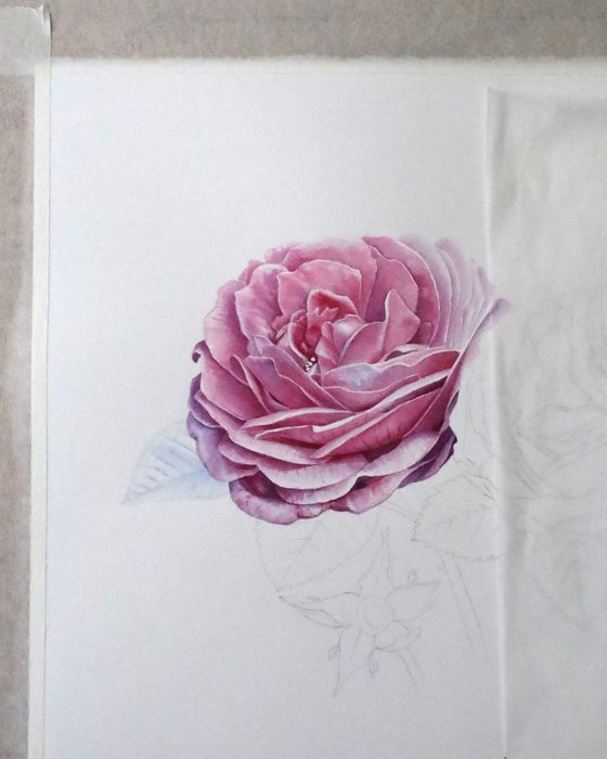 Garden Roses