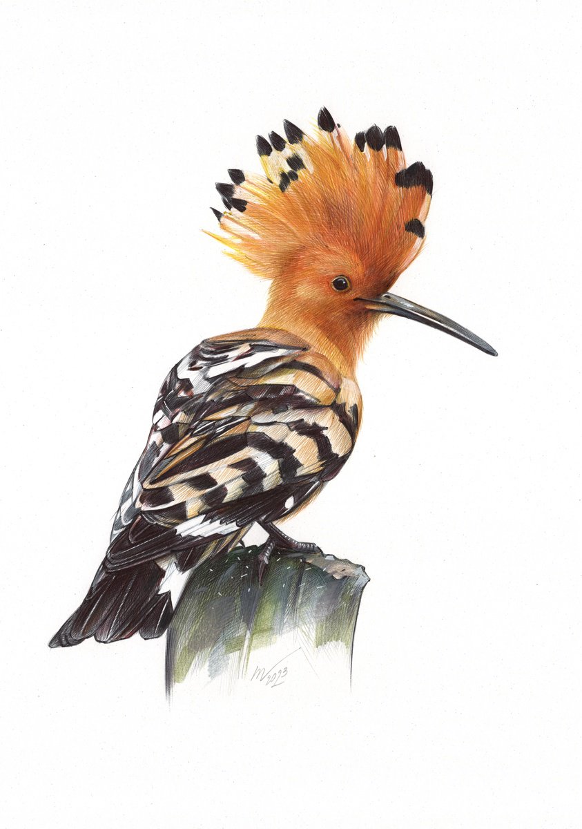 Eurasian Hoopoe by Daria Maier