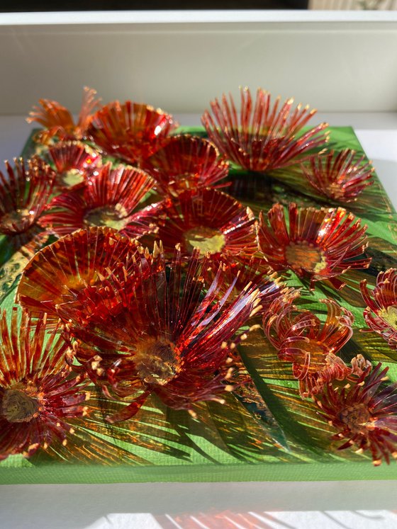 Red Gum Blossom