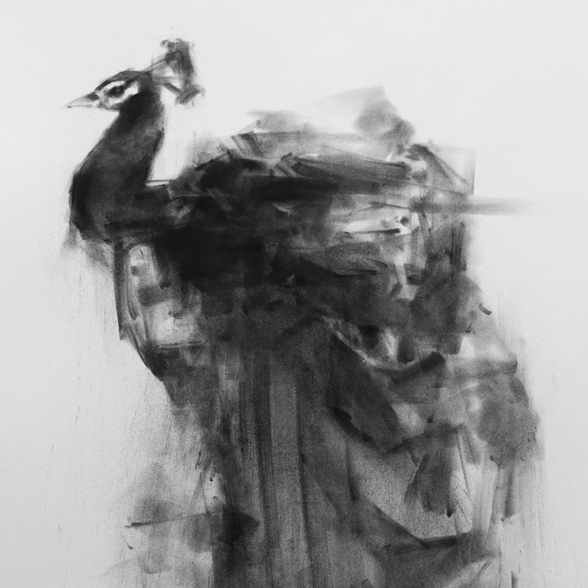 Peacock by Tianyin Wang