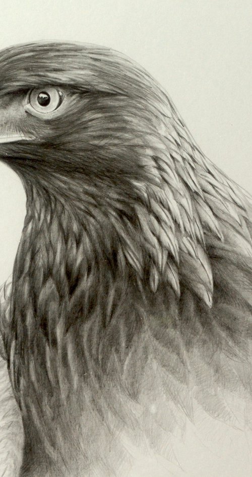 Golden Eagle drawing by Karl Hamilton-Cox