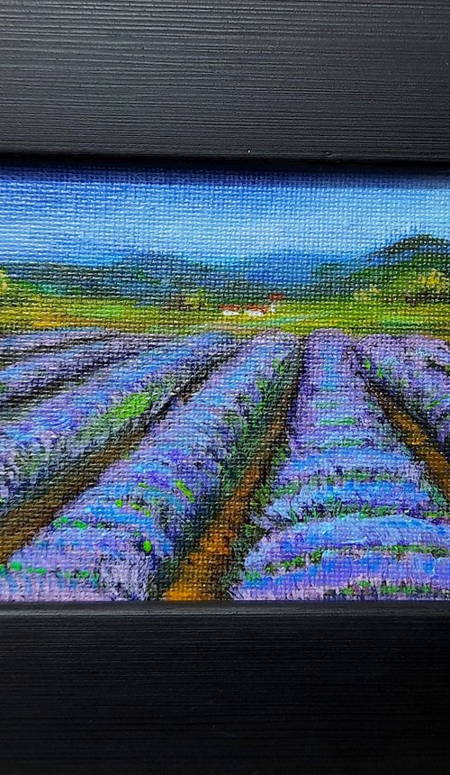 Lavender fields of Provence by Asha Shenoy