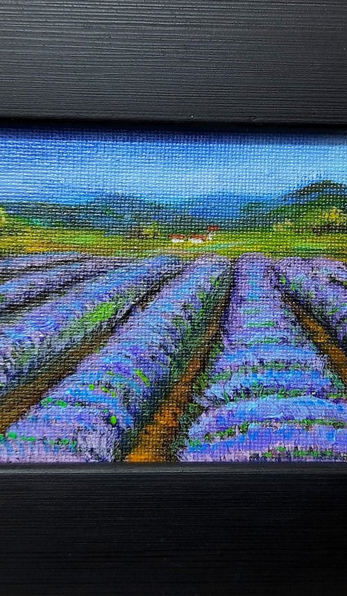 Lavender fields by Asha Shenoy