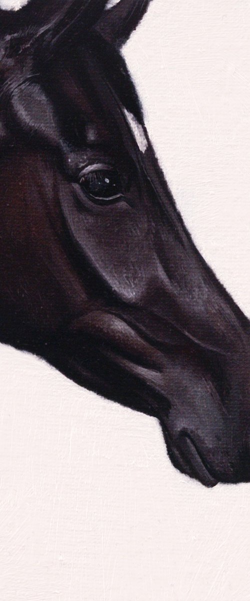 Horse Portrait 26 by Anastasia Parfilo