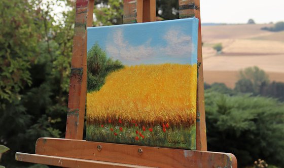 Wheat field  in summer