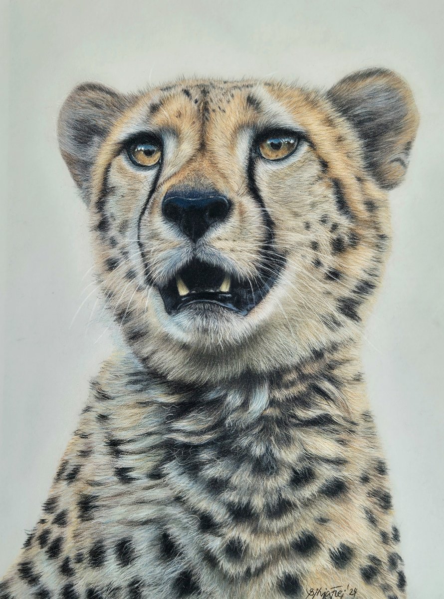 Cheetah portrait 