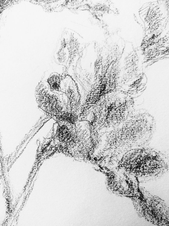 Freesias #2. Original pencil drawing.