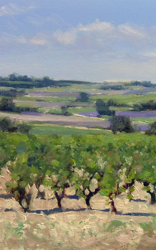 Vineyards and Lavender Fields by Pascal Giroud