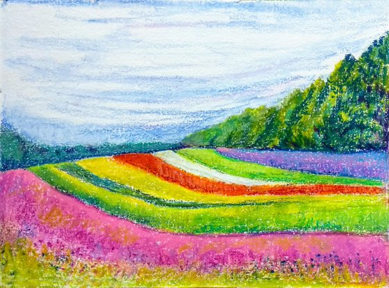 Vibrant summer flower beds