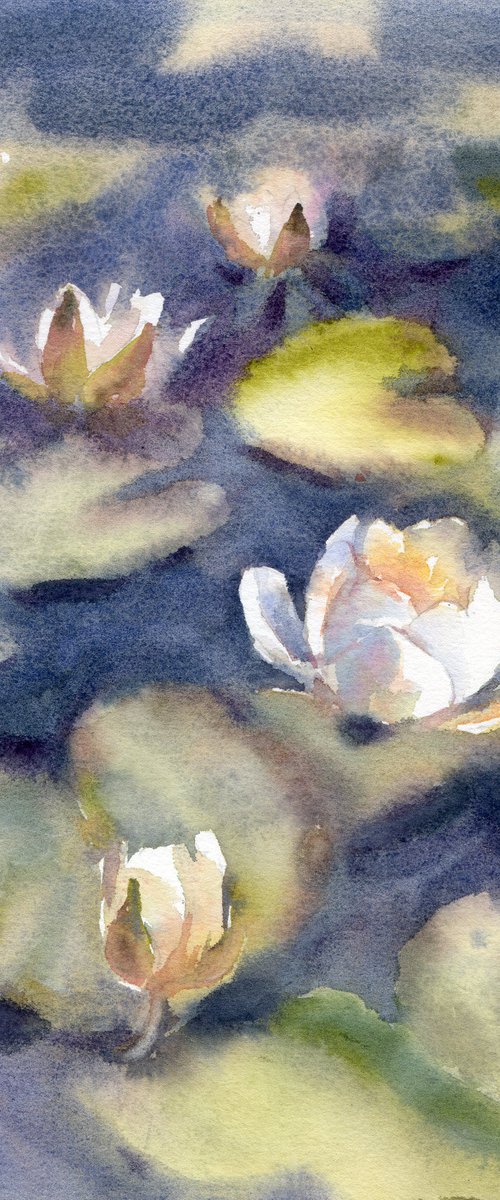 Water lilies in watercolor, White flowers of the river by Yulia Evsyukova