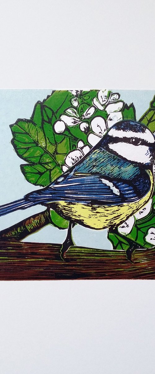 Blue tit by Carolynne Coulson