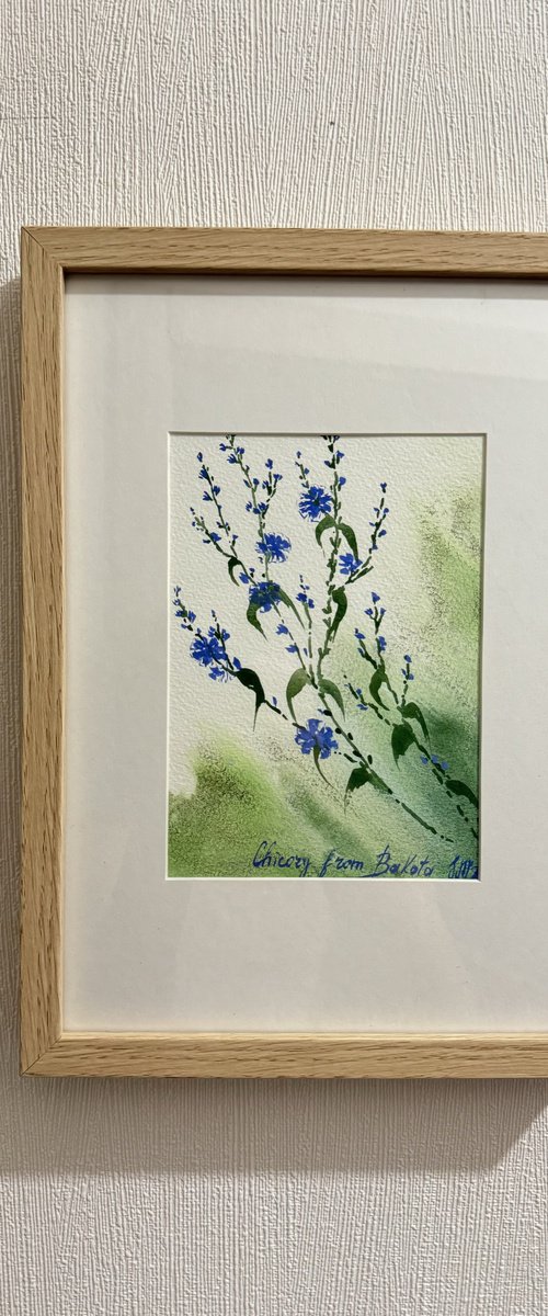 Chicory Wildflowers Miniature by Yuliia Sharapova