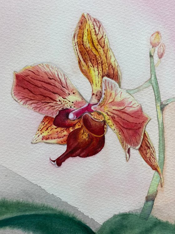 Orchid
