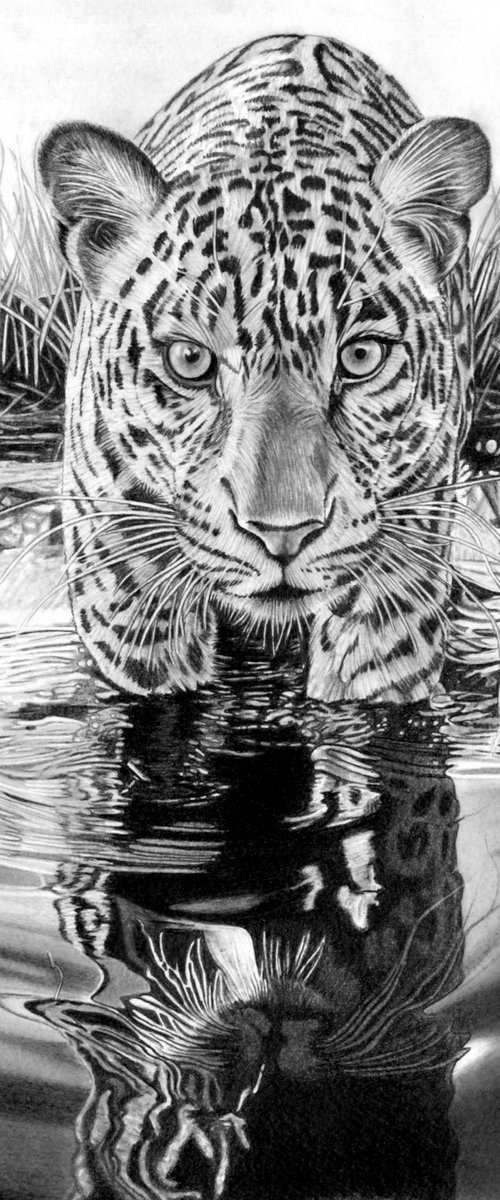 Jaguar by Paul Stowe