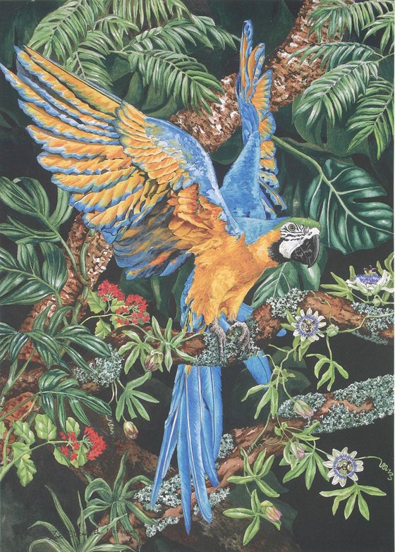 Blue & Yellow Macaw