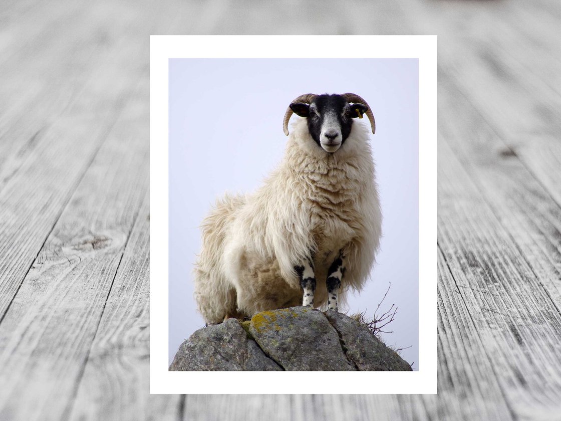 Scottish Blackface Fine Art Print - hotsell Limited Edition Sheep Print - Sheep Wall Art