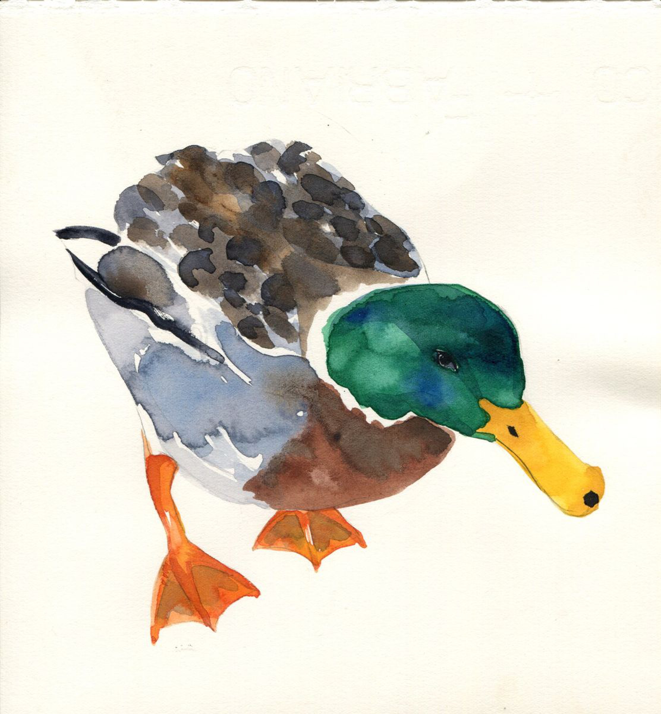Mallard Duck Watercolour By Hannah Clark Artfinder