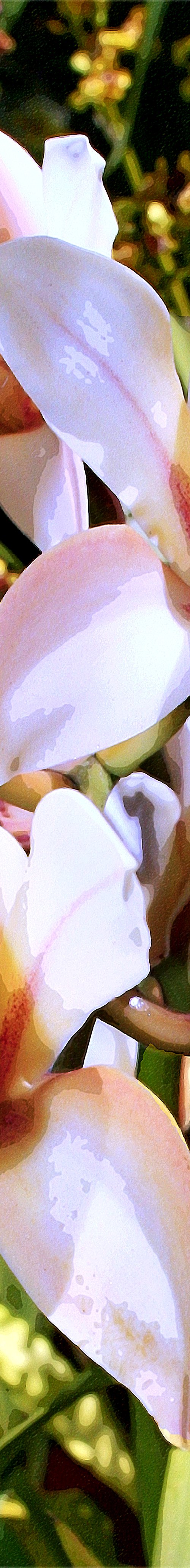 CREAMY MOONSTONE RED ORCHIDS by William Dey