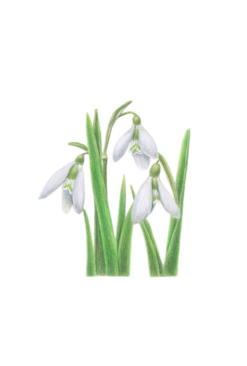 Galanthus by Alona Hrinchuk