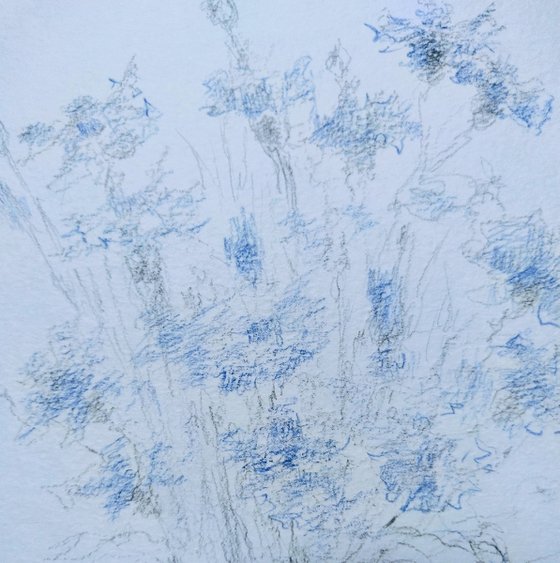 Cornflowers. Original pencil drawing.