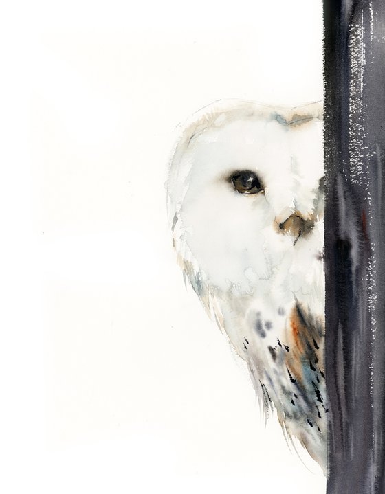 The Look - White Barn Owl