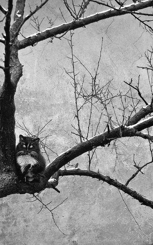 Wintering cats by Valerix