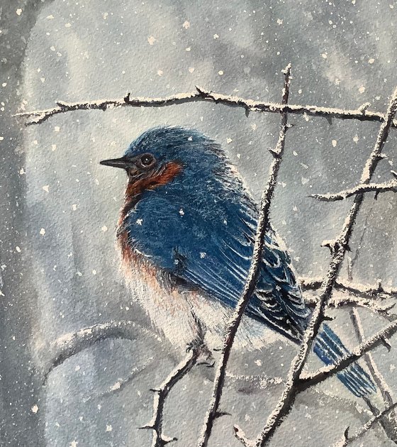 Bluebird